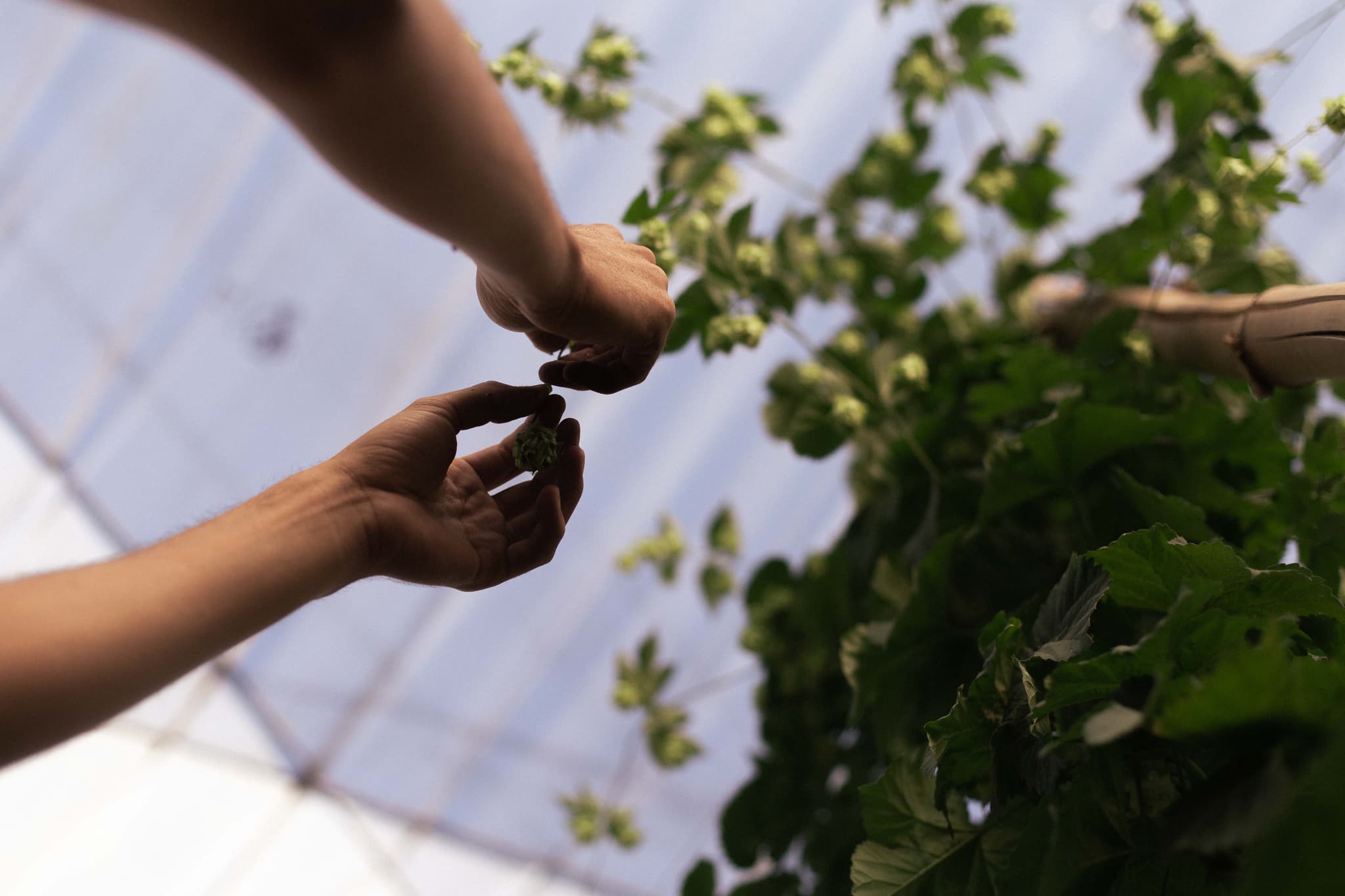 Hands holding fresh hop cones